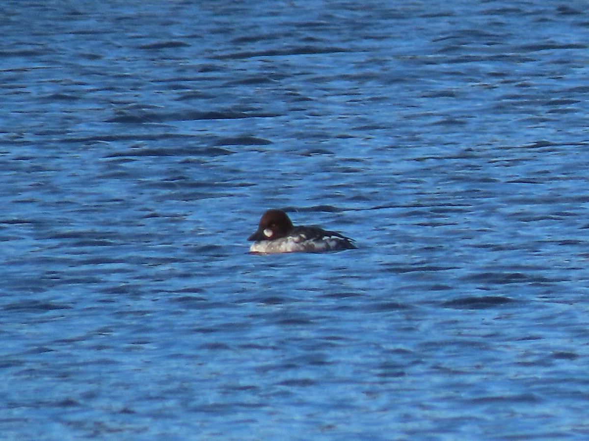 Common Goldeneye - ML531047851