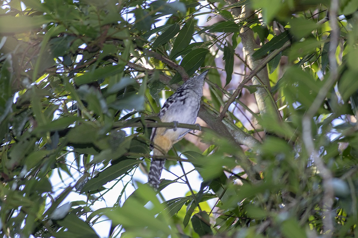 Spot-backed Antshrike - ML531048001