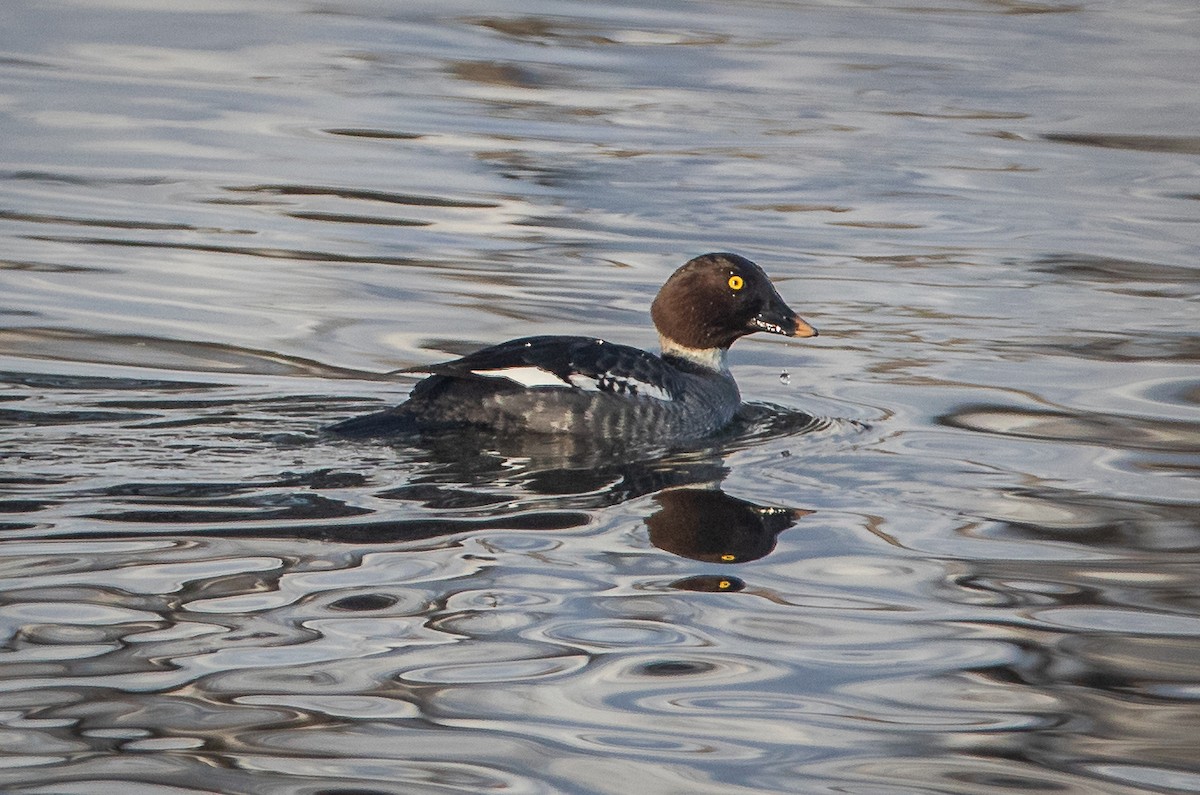 Common Goldeneye - ML531048271