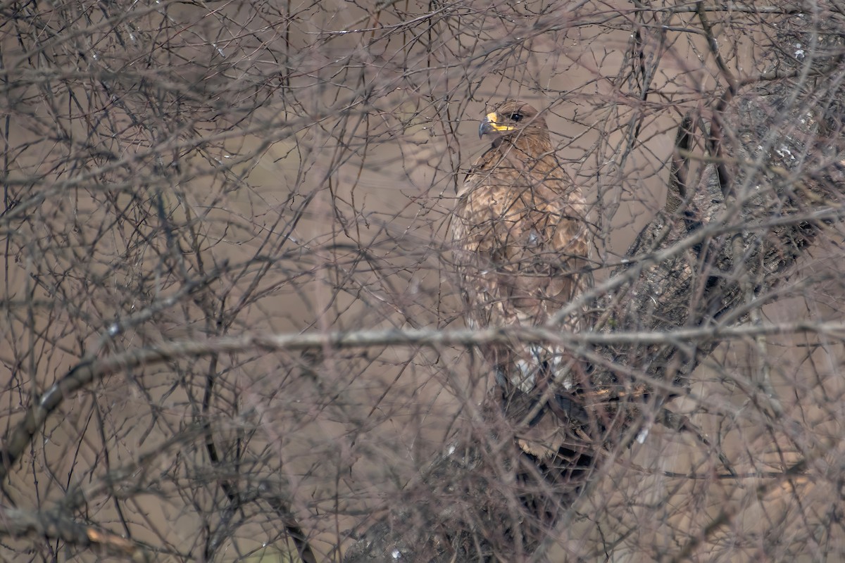 Steppe Eagle - ML531049761