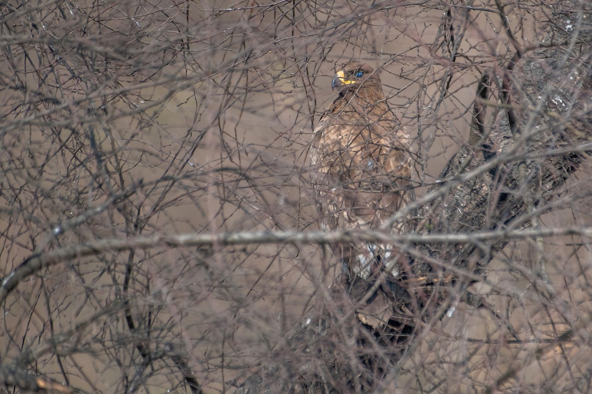 Steppenadler - ML531049791