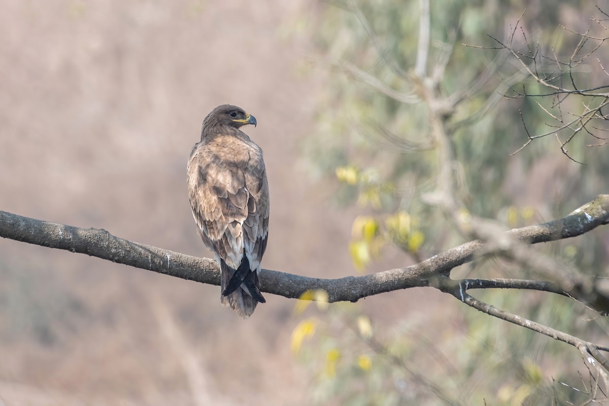 Steppe Eagle - ML531049841