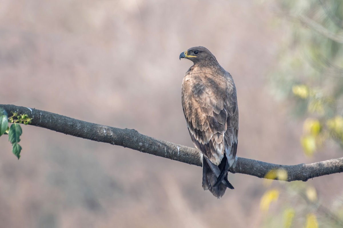 Steppe Eagle - Deepak Budhathoki 🦉