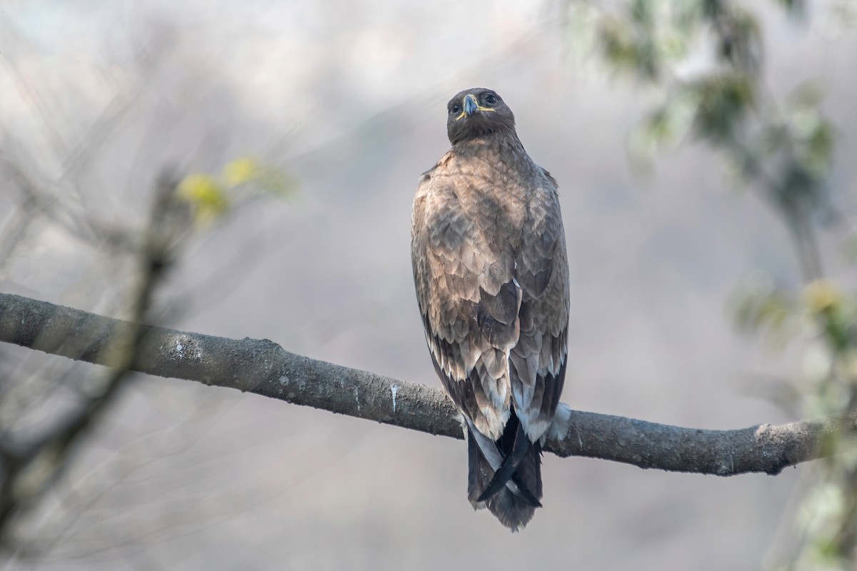 Steppe Eagle - ML531050081