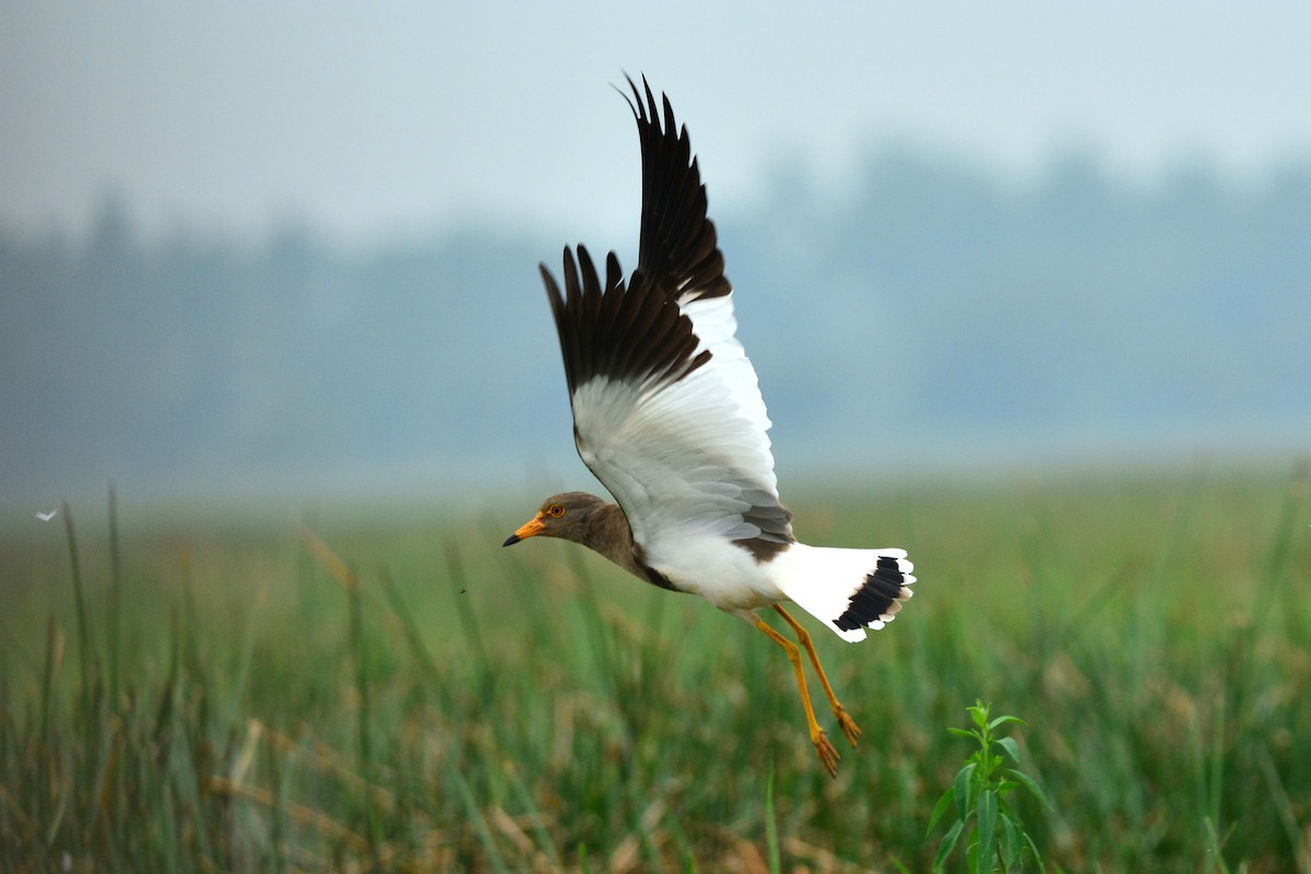 Gray-headed Lapwing - Ajoy Kumar Dawn