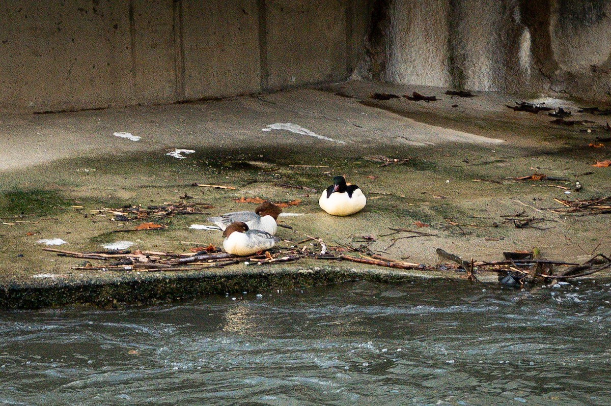 Common Merganser - ML531051281