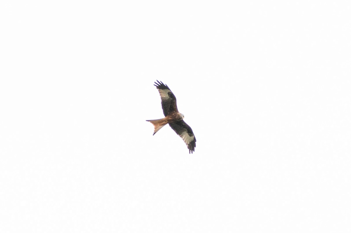 Red Kite - ML531051421