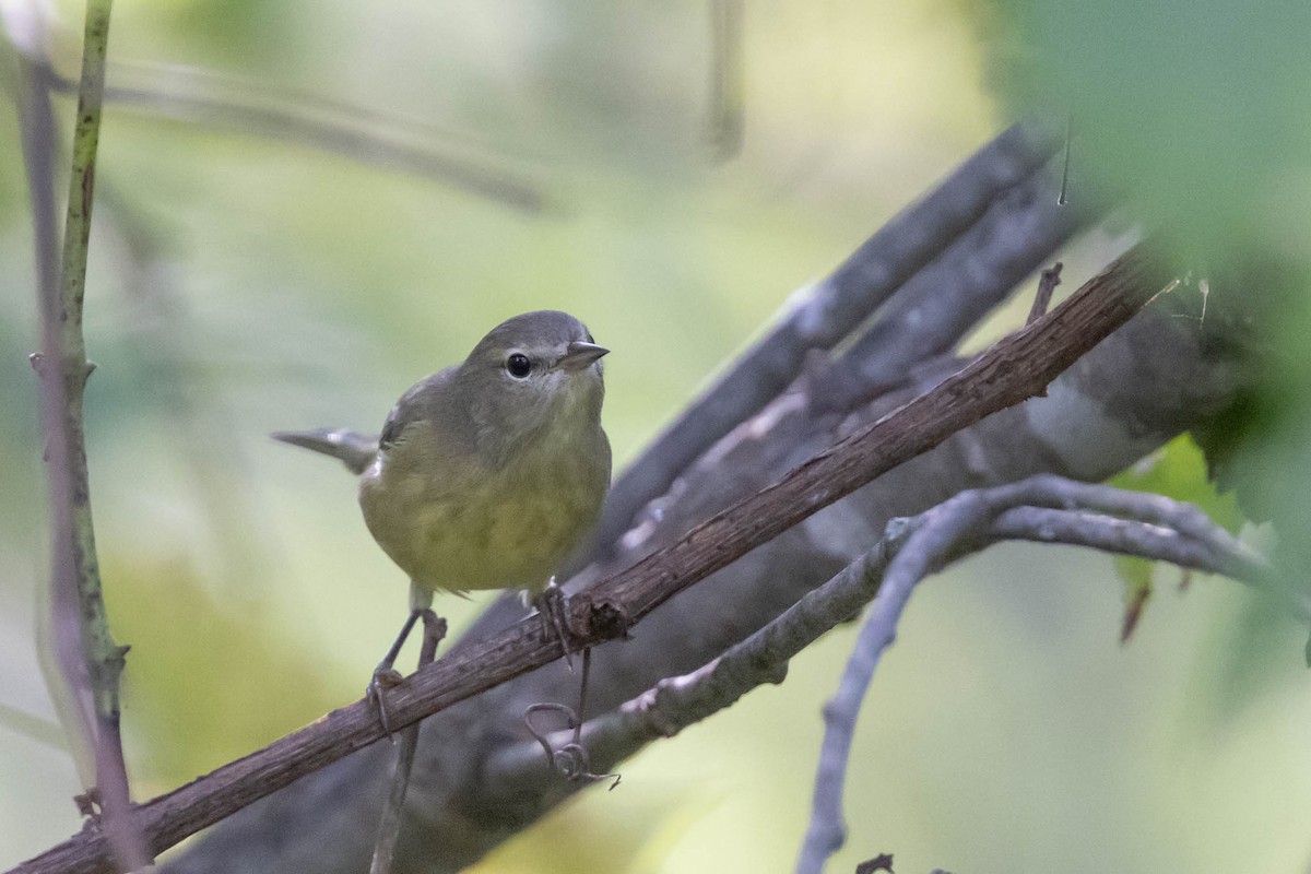 Orange-crowned Warbler - County Lister Brendan