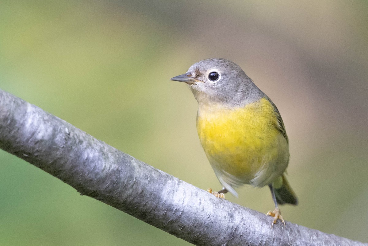 Nashville Warbler - County Lister Brendan