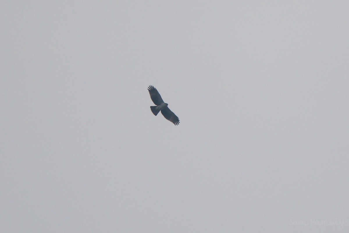 Rufous-bellied Eagle - Sam Hambly