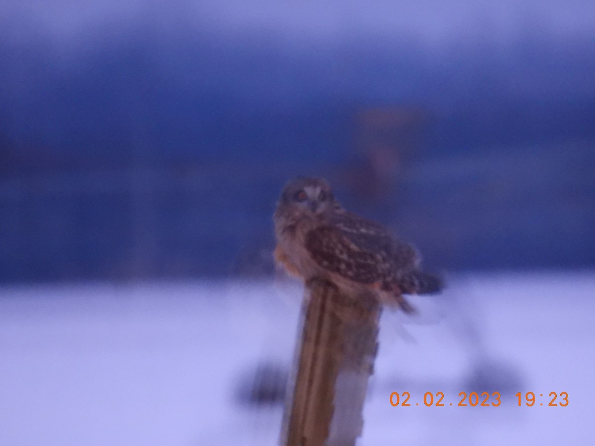 Short-eared Owl - ML531053291