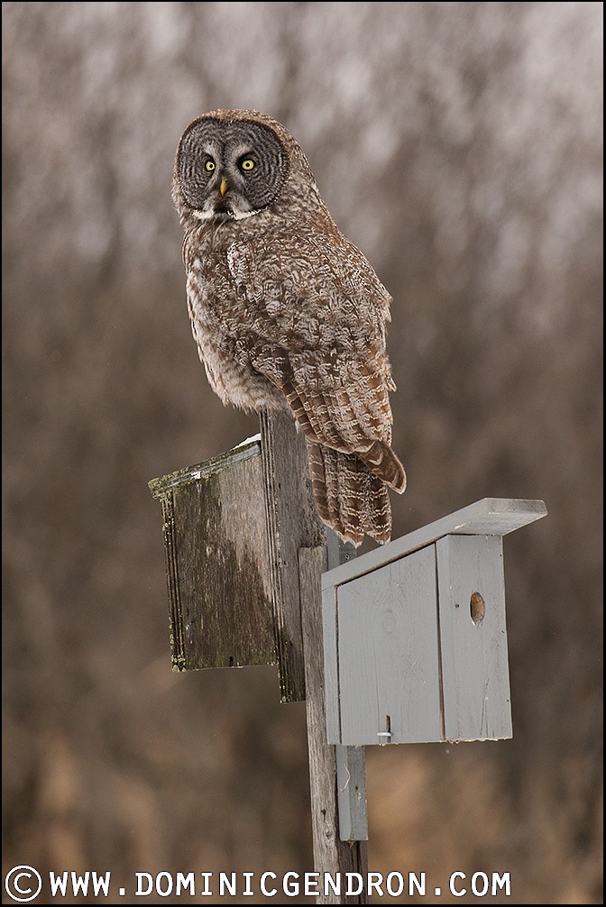 Great Gray Owl - ML53105391