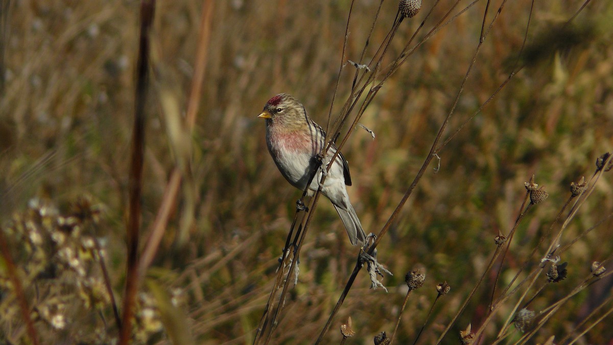 Common Redpoll - ML531053971