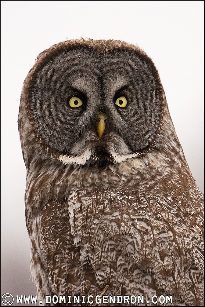 Great Gray Owl - ML53105401