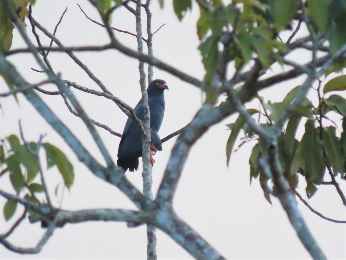 Slender-billed Kite - ML531054031