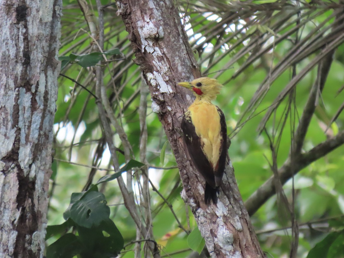 Cream-colored Woodpecker - ML531054261