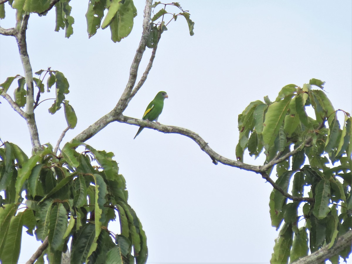 White-winged Parakeet - ML531054511