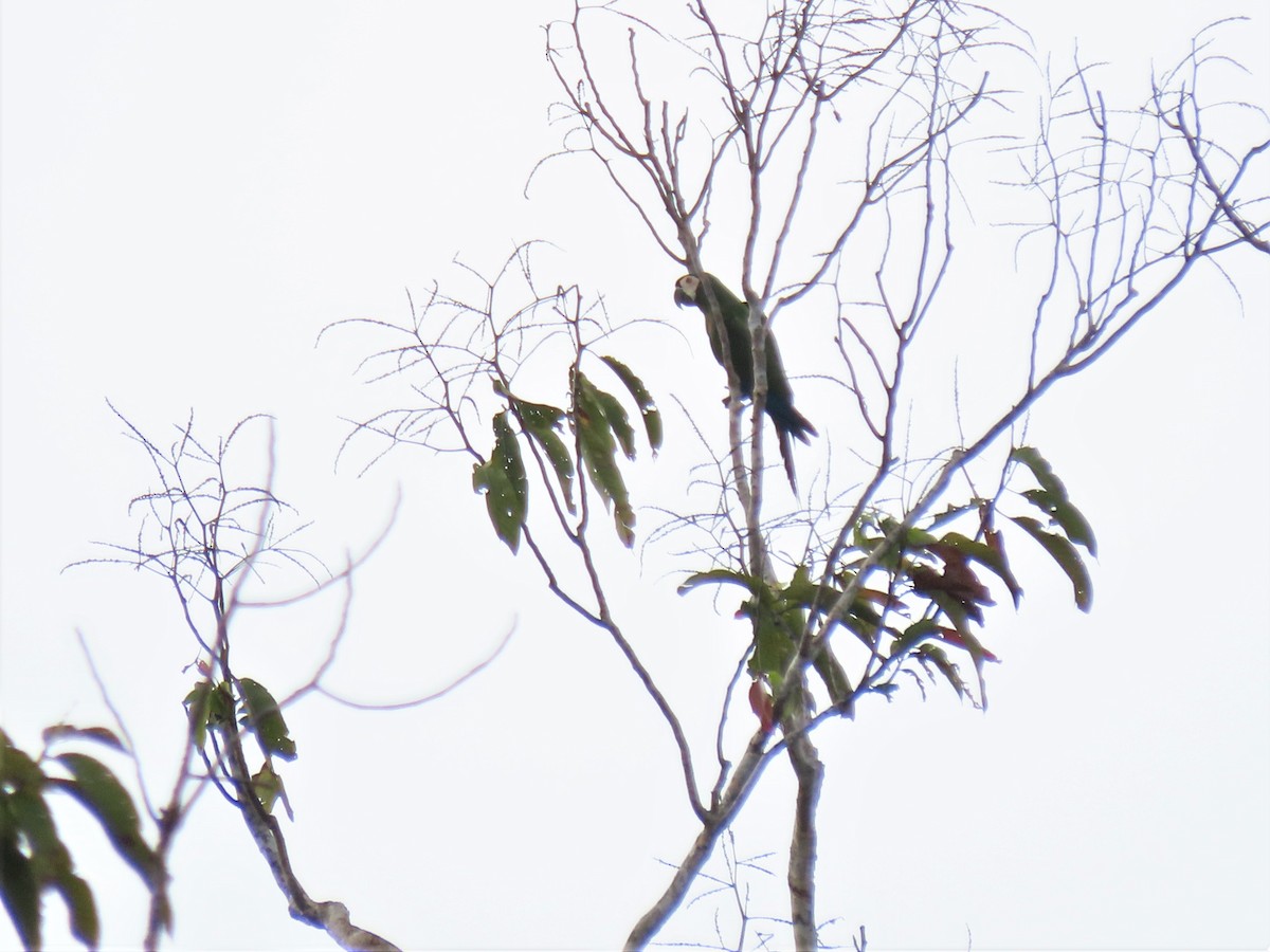 Chestnut-fronted Macaw - ML531054531