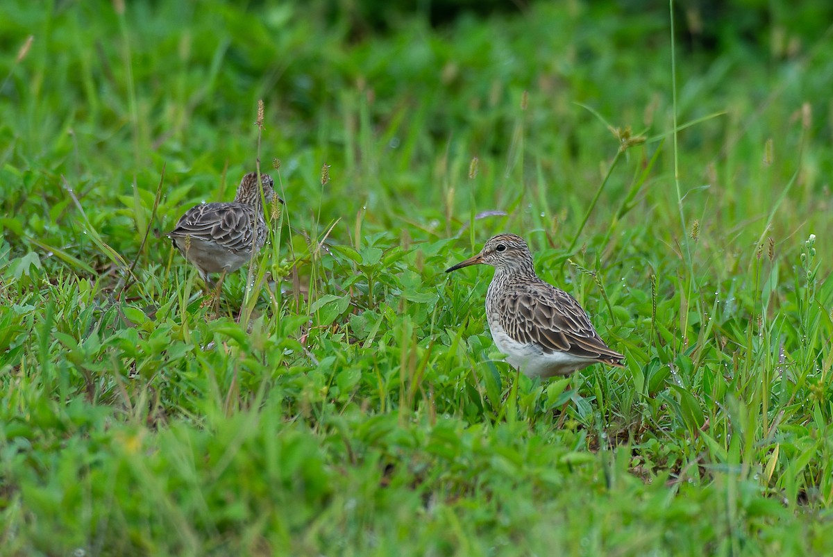 アメリカウズラシギ - ML531055421