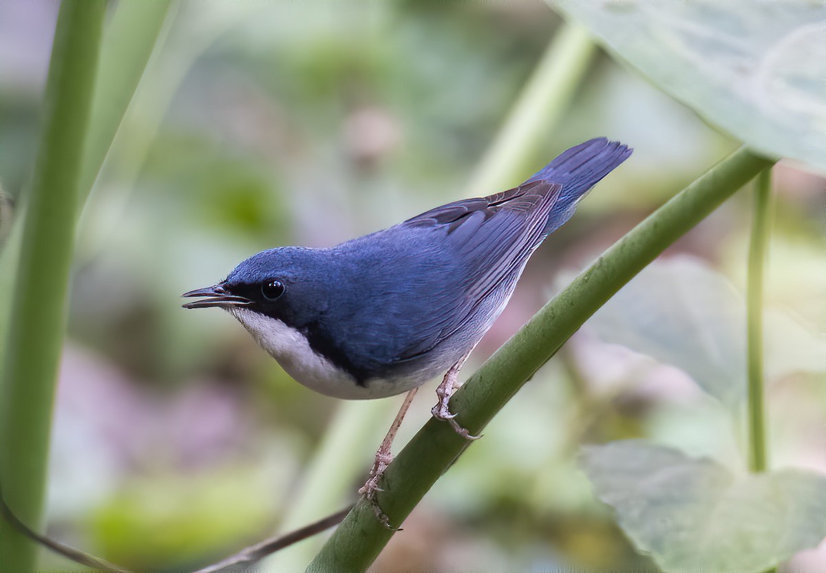 Siberian Blue Robin - ML531055861