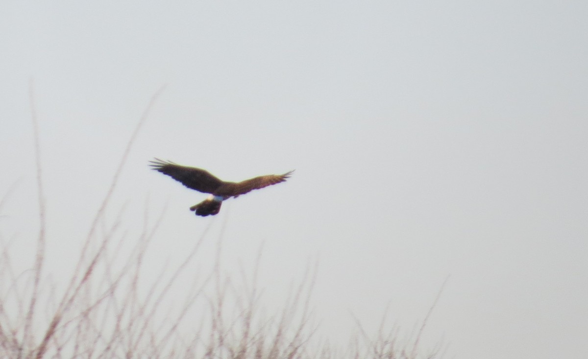 Northern Harrier - ML531056831