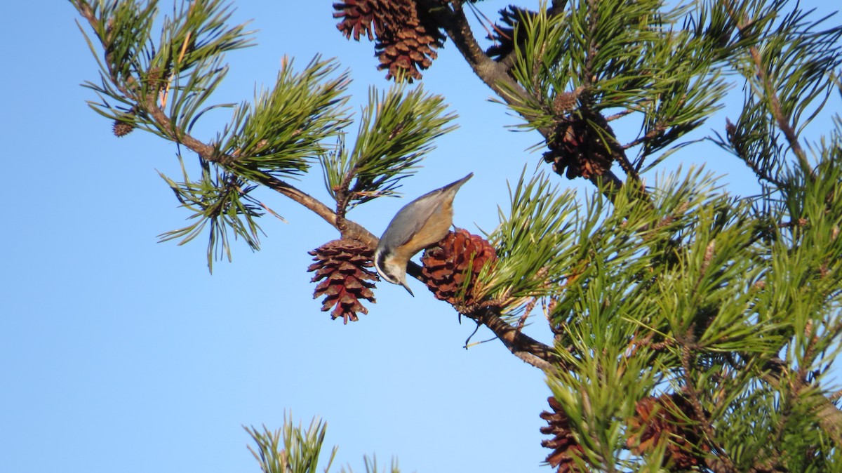 Red-breasted Nuthatch - ML531056891