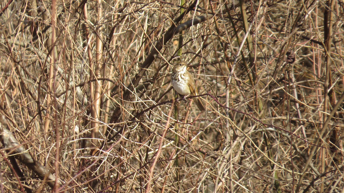 Hermit Thrush - ML531057261