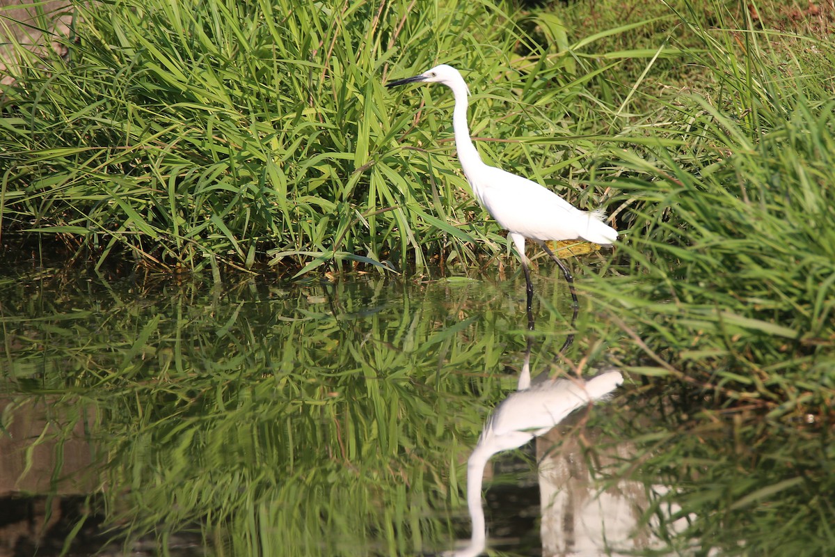 Little Egret - Christian H. Schulze