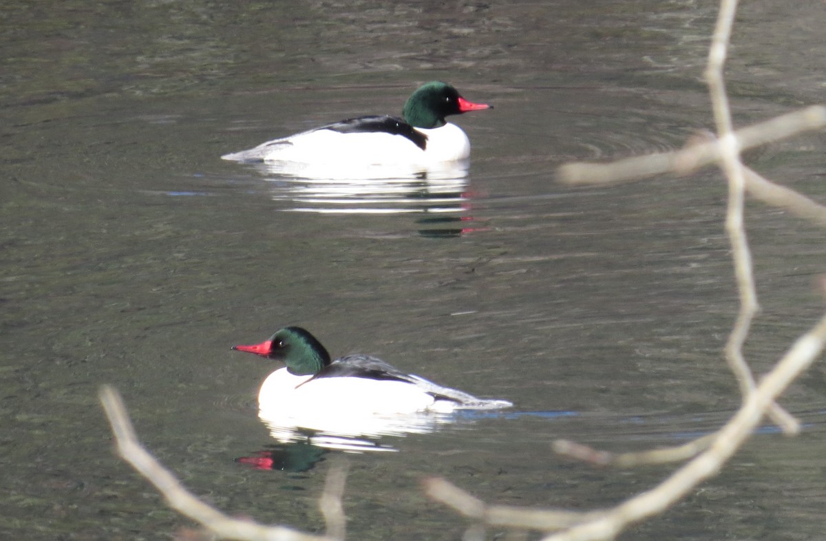 Common Merganser - ML531058241