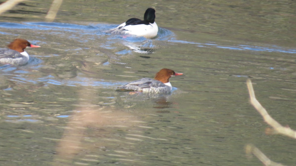 Common Merganser - Cade Campbell