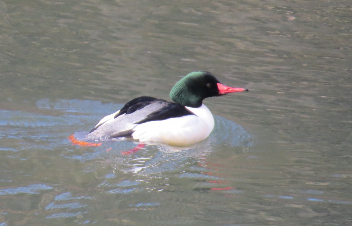 Common Merganser - ML531058281