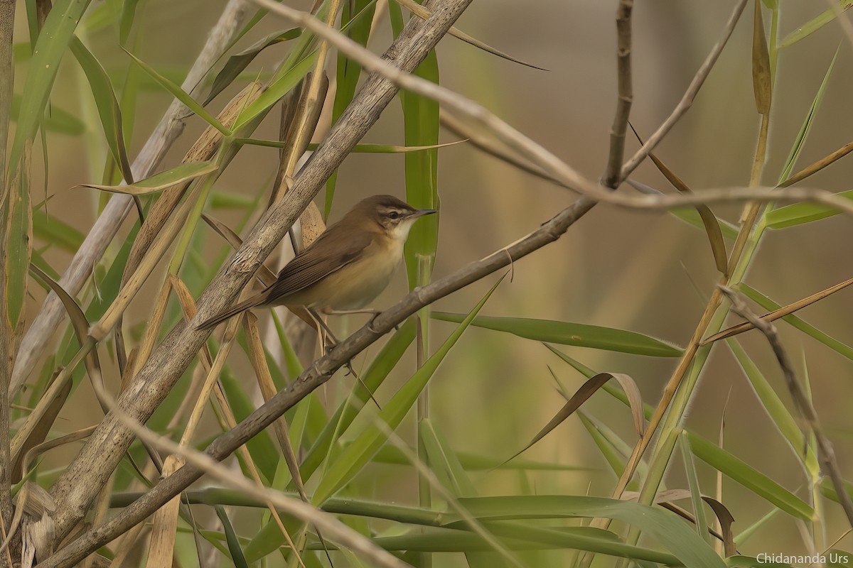 Paddyfield Warbler - ML531058561