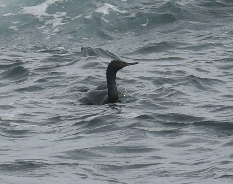 Cormorán Pelágico - ML531058691