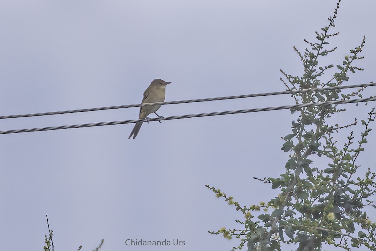 Thick-billed Warbler - ML531058731