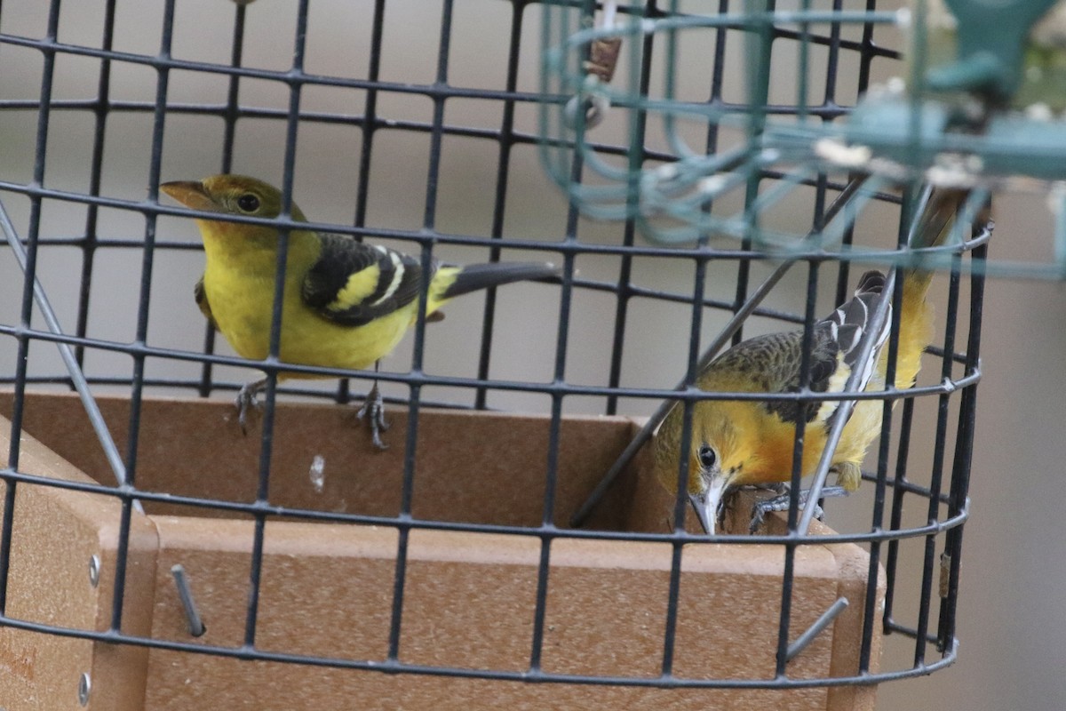 Western Tanager - Karen & Tom Beatty