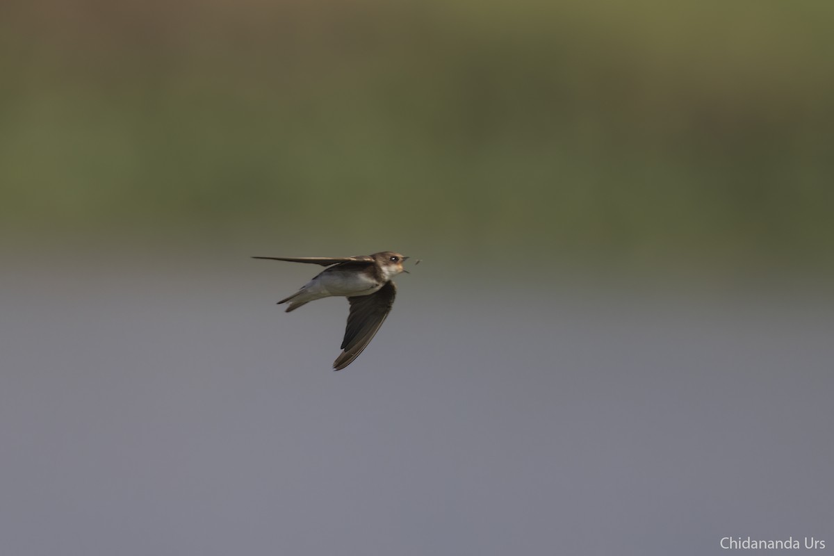 břehule říční - ML531058941