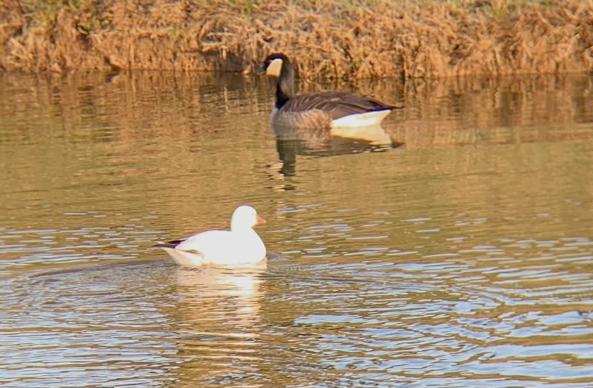 Ross's Goose - ML531059451