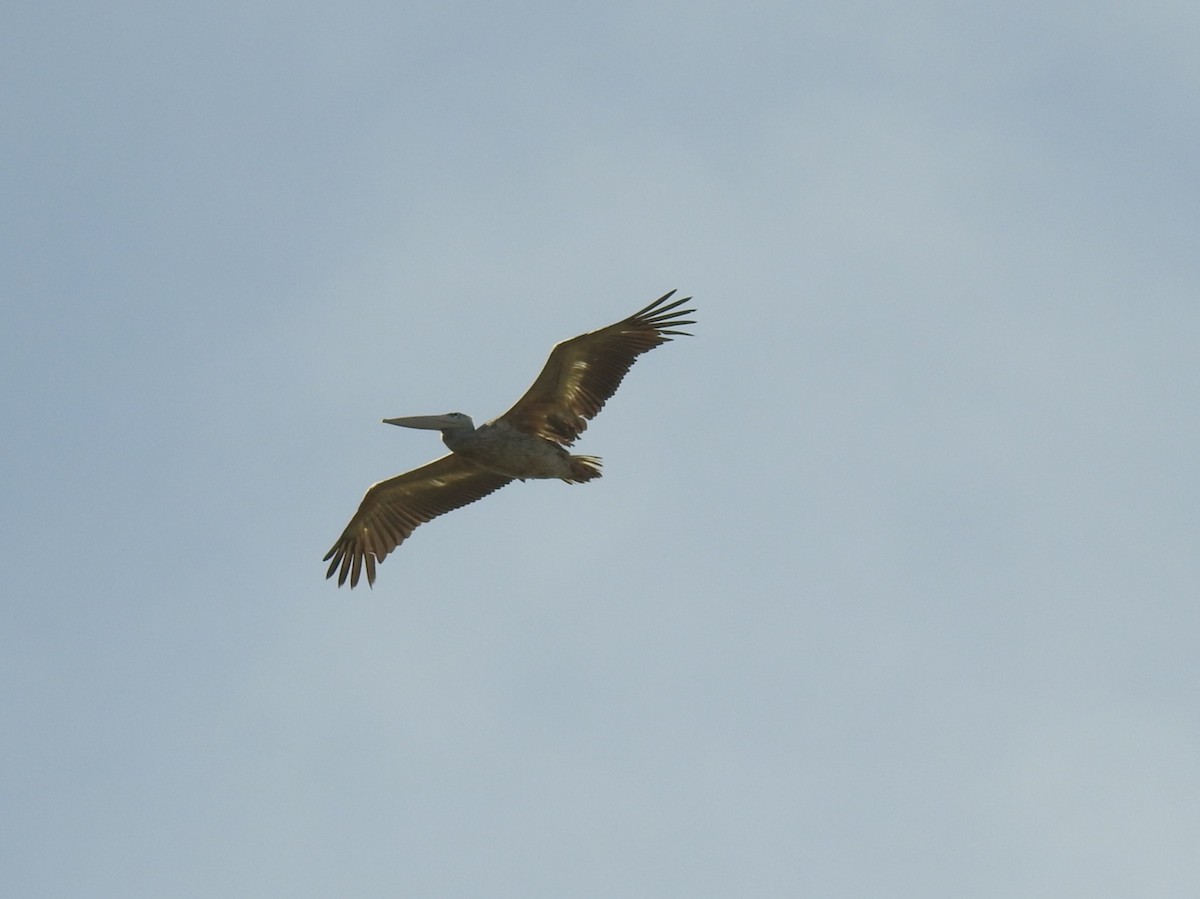 Pink-backed Pelican - ML531060061