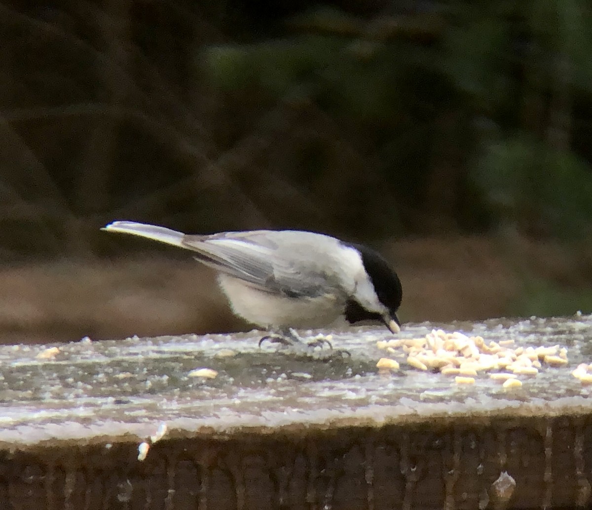 Carolina Chickadee - ML531061221