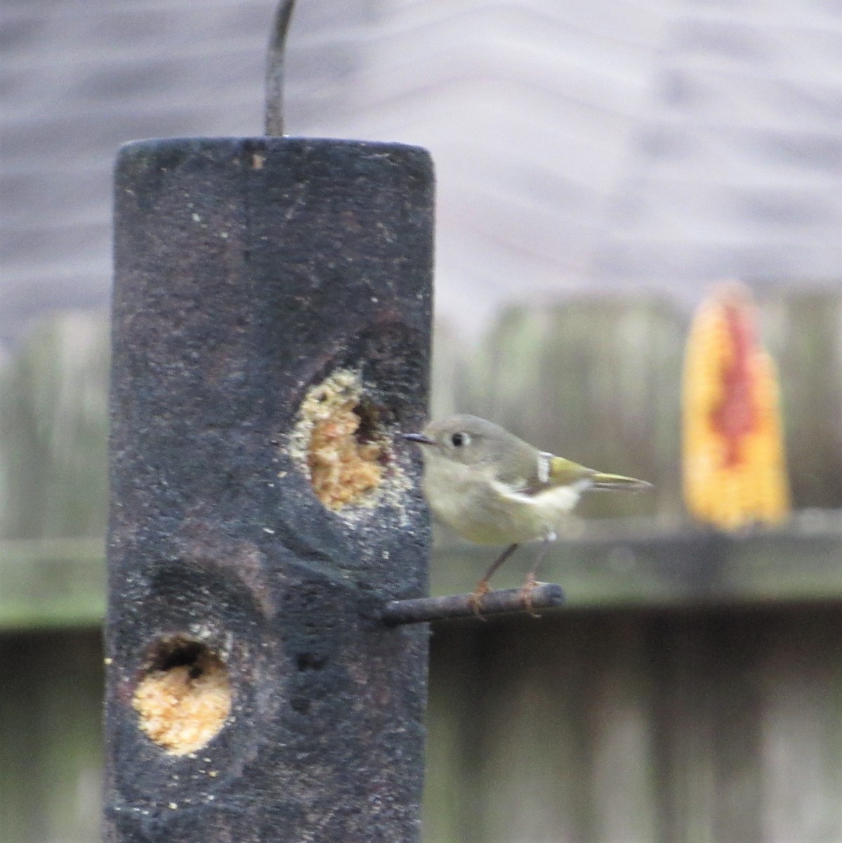 Ruby-crowned Kinglet - ML531061621