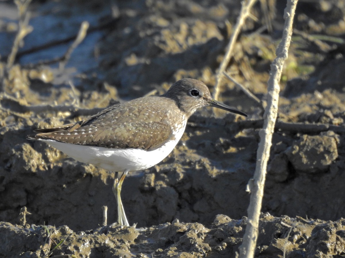 Green Sandpiper - ML531061831