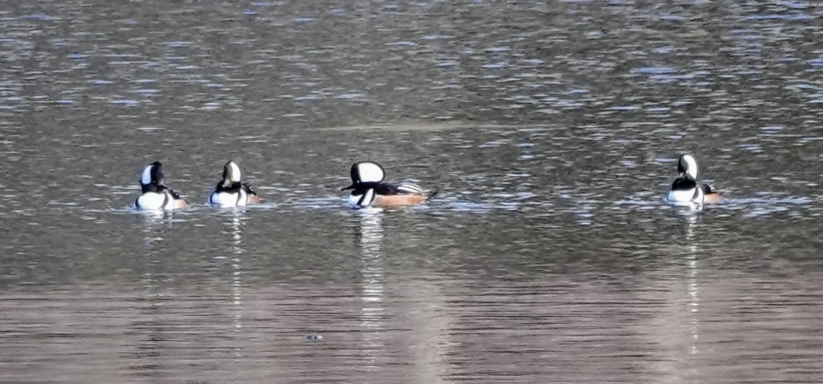 Hooded Merganser - ML531061991