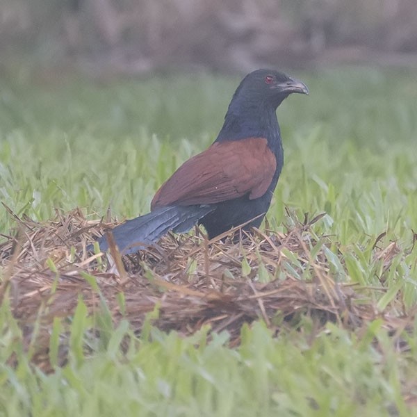 Greater Coucal - ML531062061