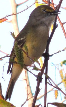 White-eyed Vireo - ML53106281