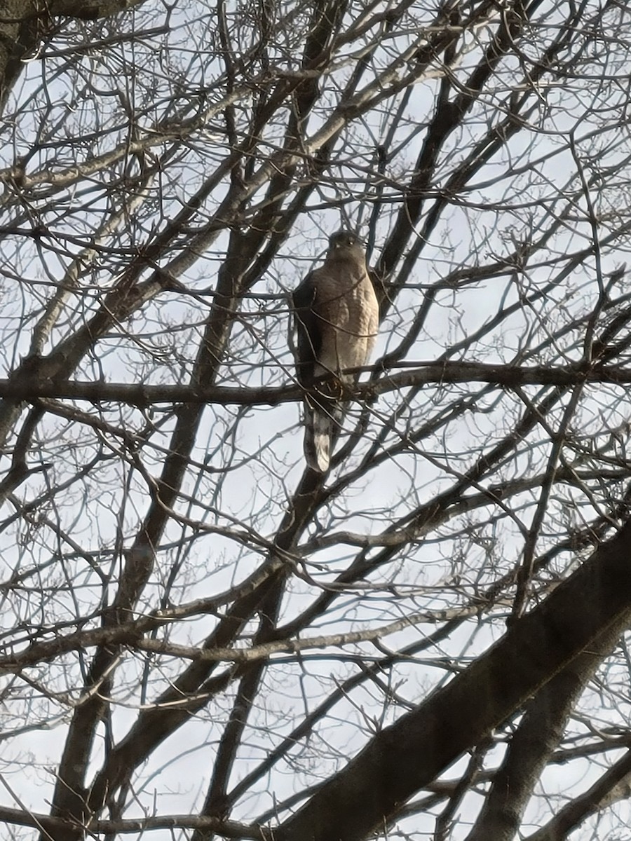 Cooper's Hawk - ML531063211