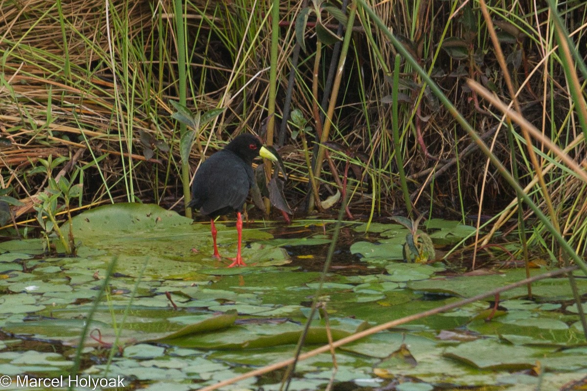 Polluela Negra Africana - ML531064301