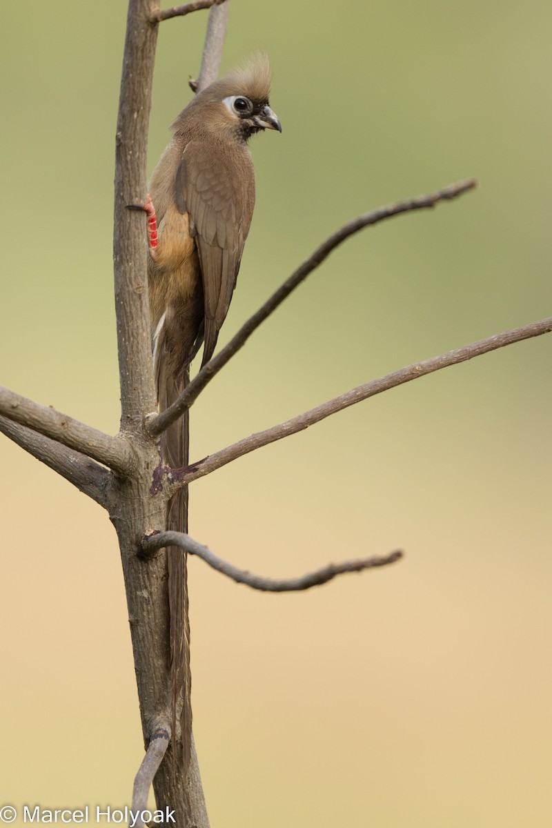 Speckled Mousebird - ML531064421