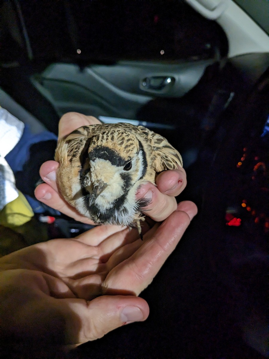 Inland Dotterel - ML531064461