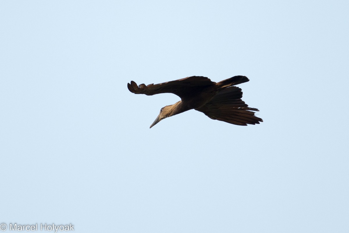 Hamerkop - Marcel Holyoak