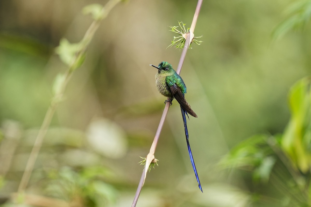 Violet-tailed Sylph - Holger Teichmann